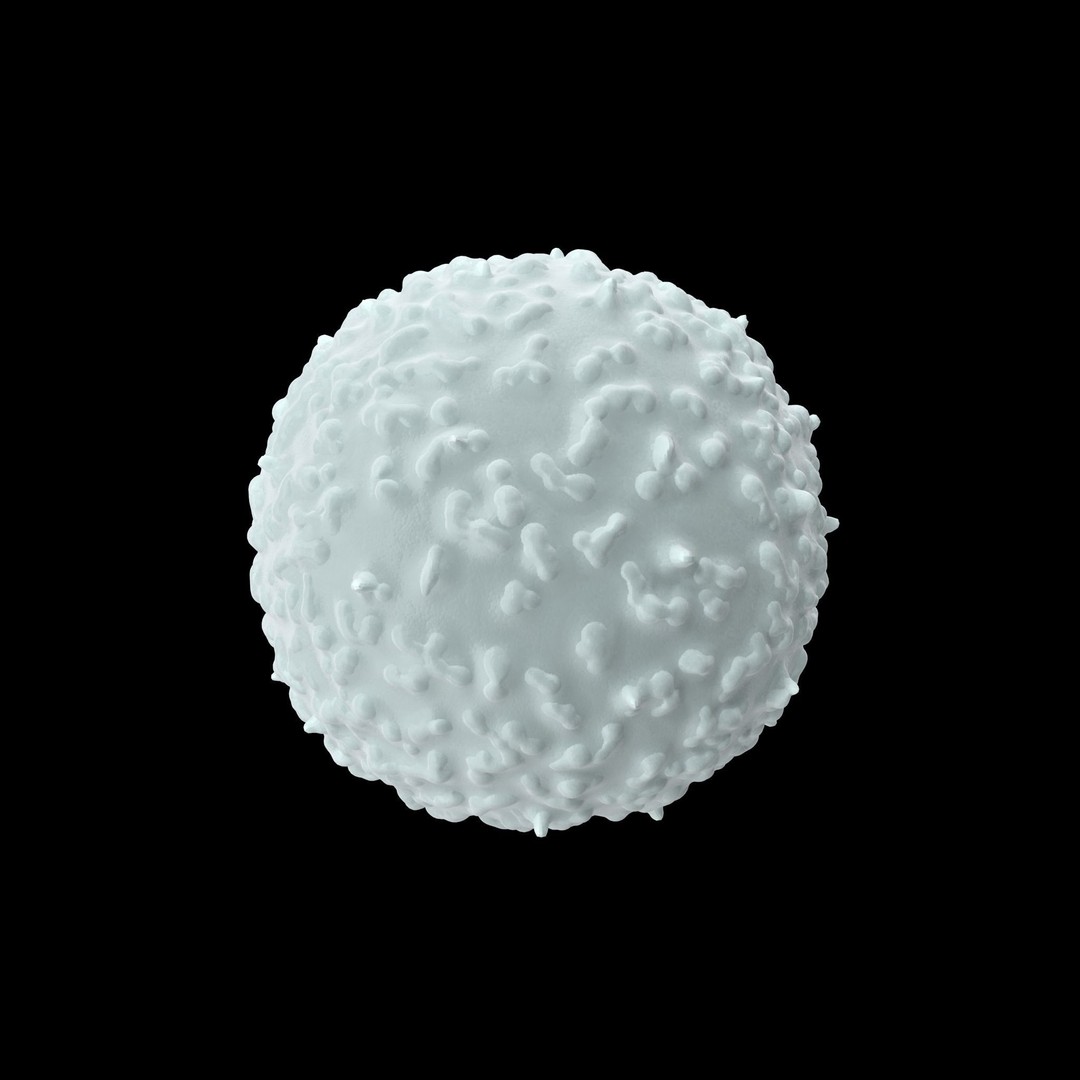 White Blood Cell 3D Model – Low Poly Medical Asset, FBX, OBJ - View 11