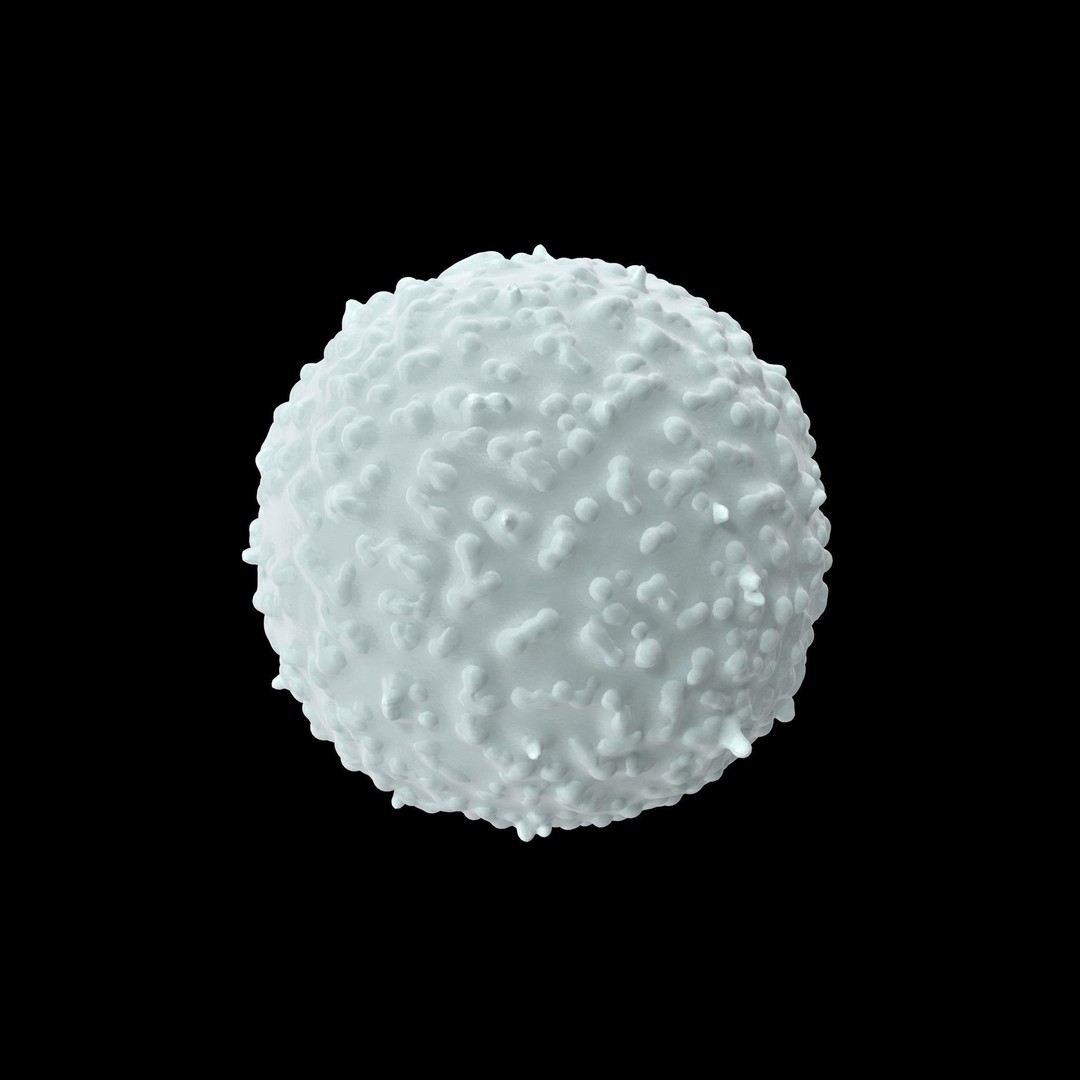 White Blood Cell 3D Model – Low Poly Medical Asset, FBX, OBJ - View 12