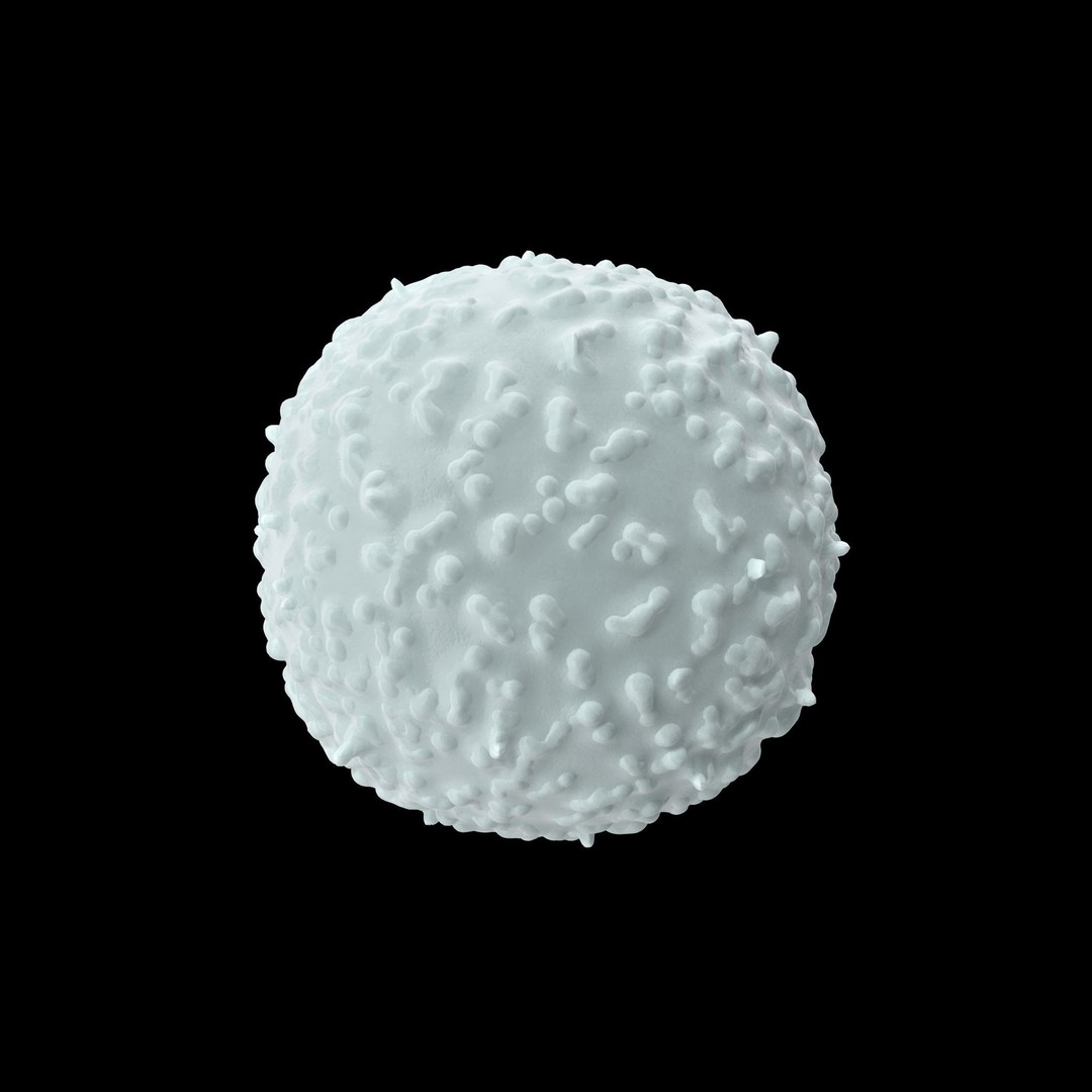 White Blood Cell 3D Model – Low Poly Medical Asset, FBX, OBJ - View 13
