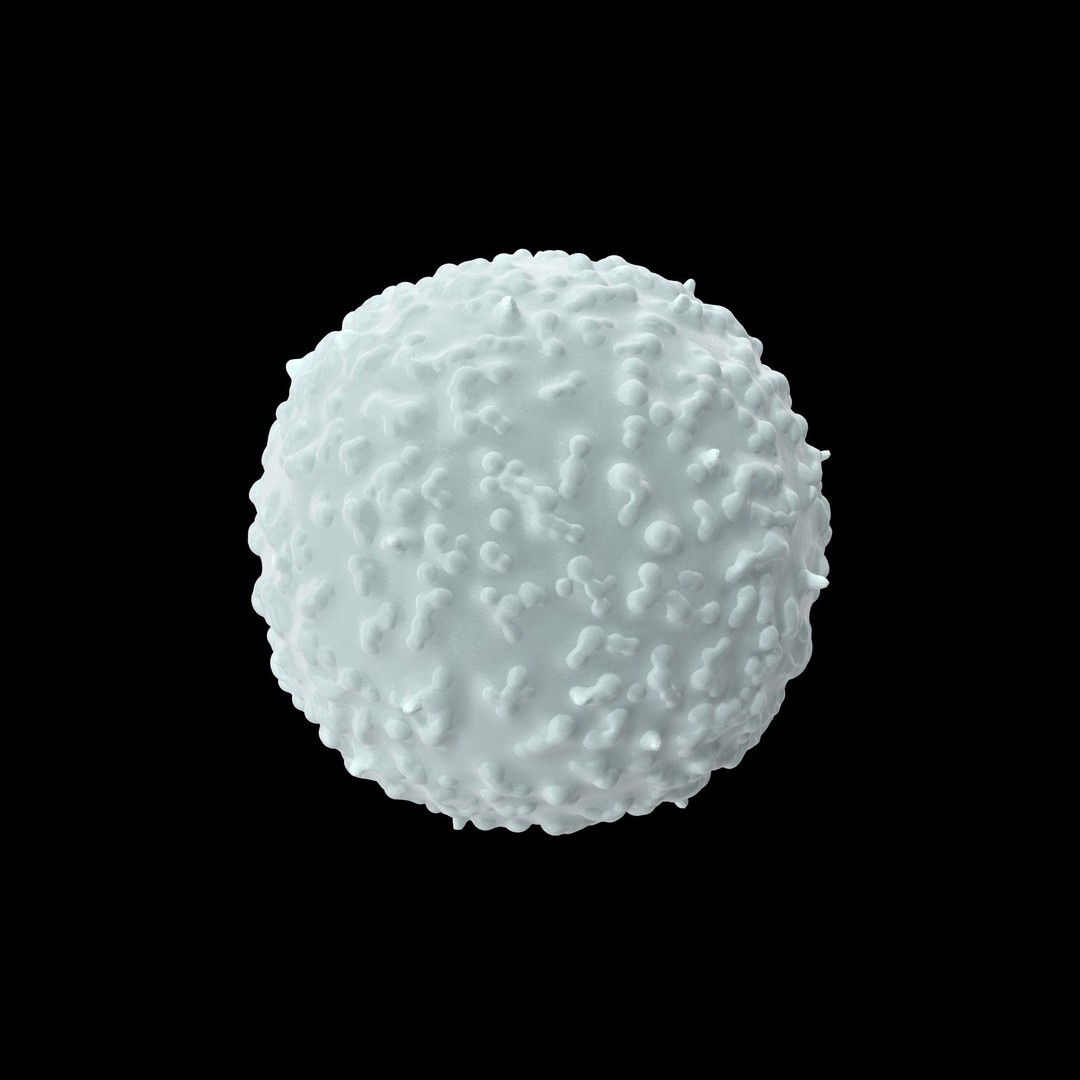 White Blood Cell 3D Model – Low Poly Medical Asset, FBX, OBJ - View 14
