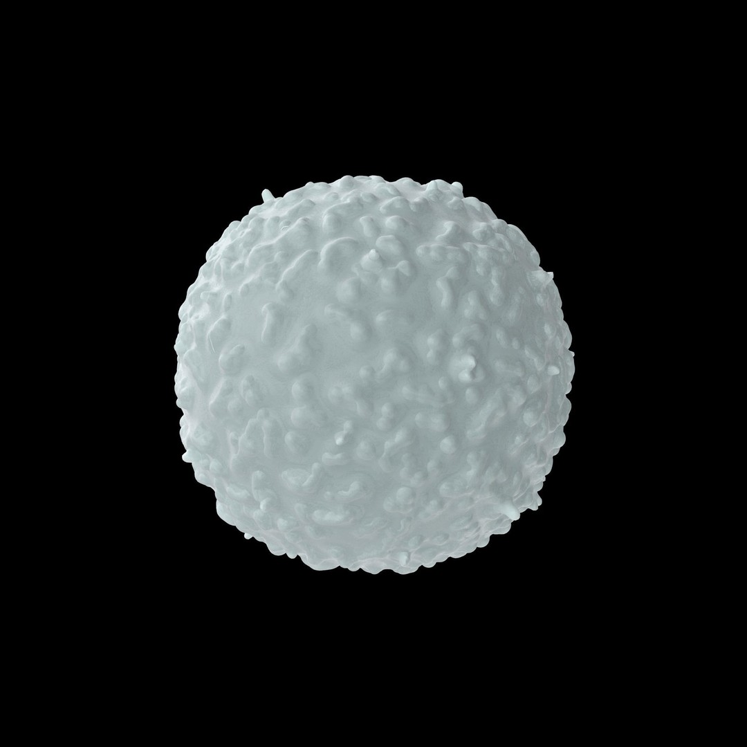 White Blood Cell 3D Model – Low Poly Medical Asset, FBX, OBJ - View 15