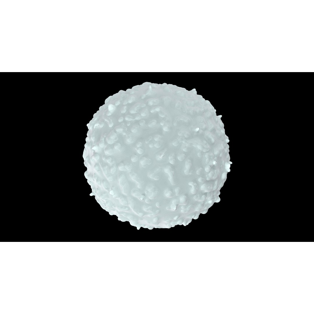 White Blood Cell 3D Model – Low Poly Medical Asset, FBX, OBJ - View 16