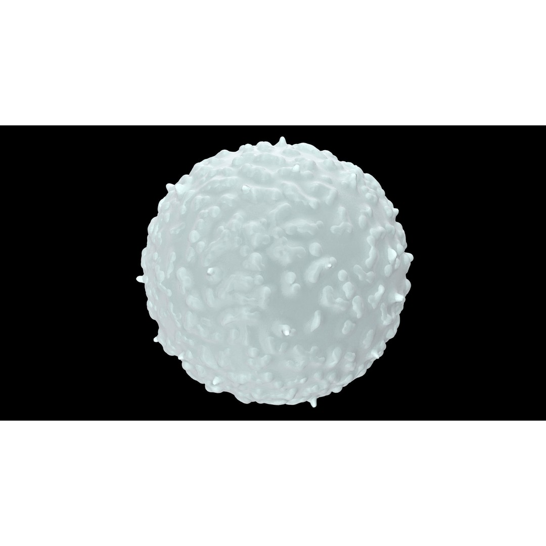 White Blood Cell 3D Model – Low Poly Medical Asset, FBX, OBJ - View 17