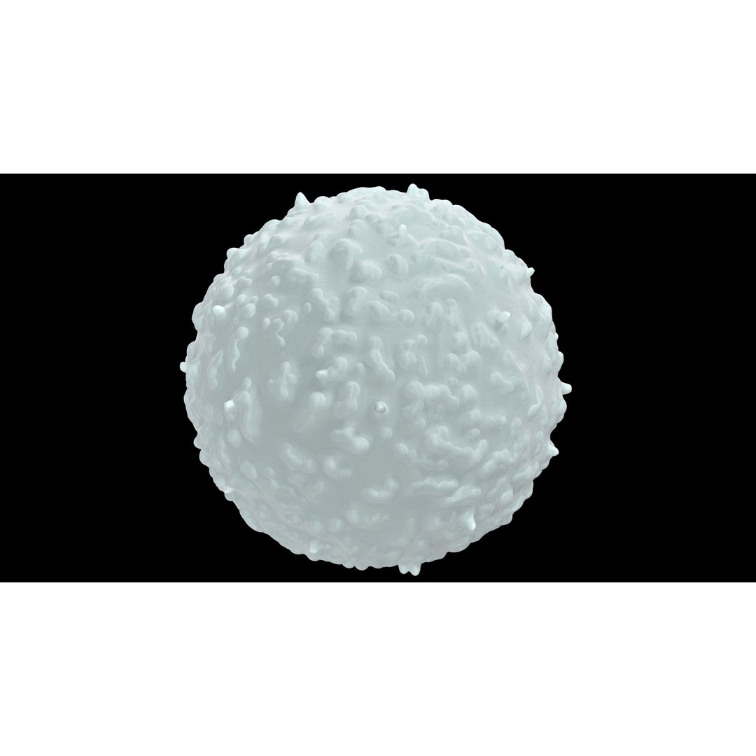White Blood Cell 3D Model – Low Poly Medical Asset, FBX, OBJ - View 18