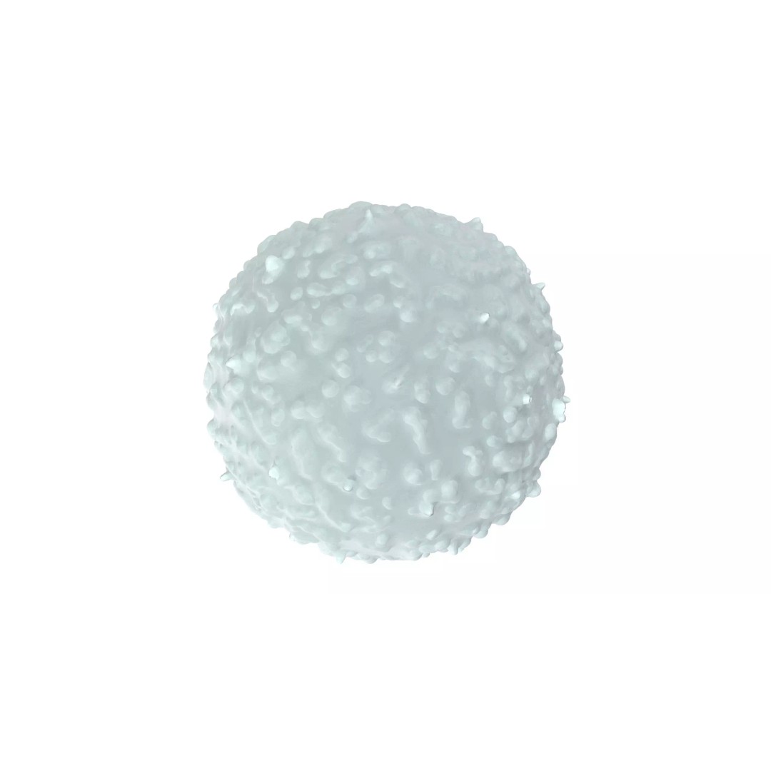 White Blood Cell 3D Model – Low Poly Medical Asset, FBX, OBJ - View 2