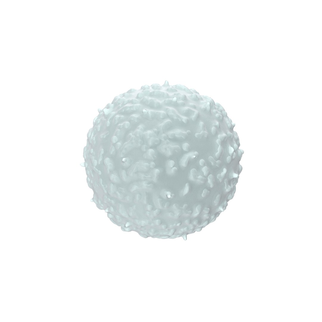 White Blood Cell 3D Model – Low Poly Medical Asset, FBX, OBJ - View 4