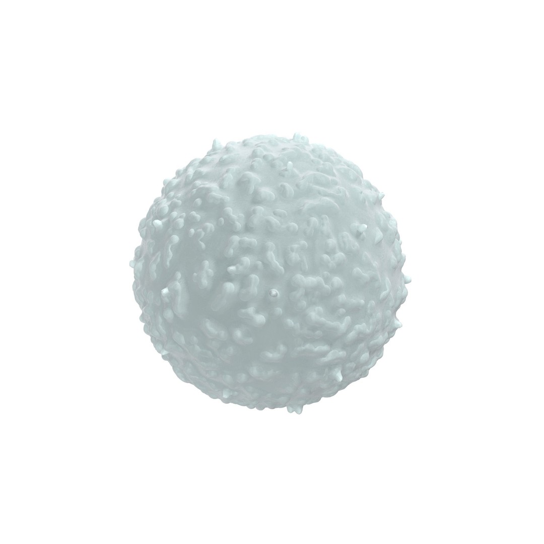 White Blood Cell 3D Model – Low Poly Medical Asset, FBX, OBJ - View 5