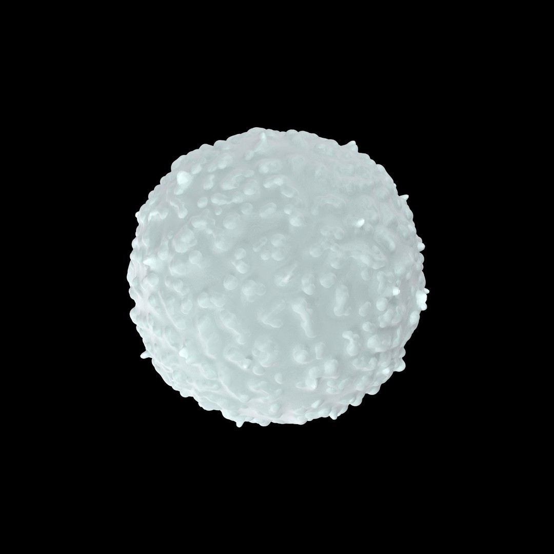 White Blood Cell 3D Model – Low Poly Medical Asset, FBX, OBJ - View 8