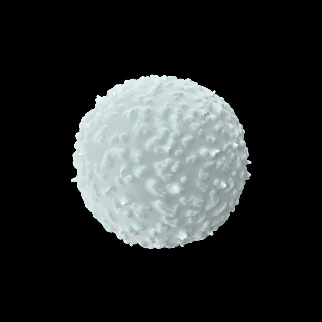 White Blood Cell 3D Model – Low Poly Medical Asset, FBX, OBJ - View 9