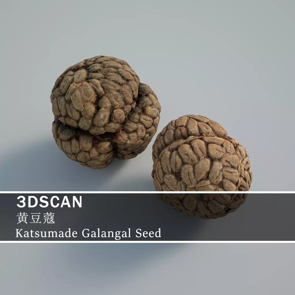 Katsumade Galangal Seed 3D Model – Low Poly PBR Asset, OBJ Format - View 2