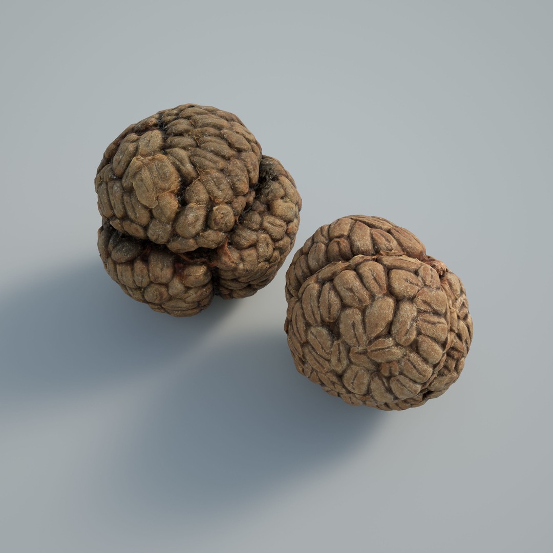 Katsumade Galangal Seed 3D Model – Low Poly PBR Asset, OBJ Format - View 3