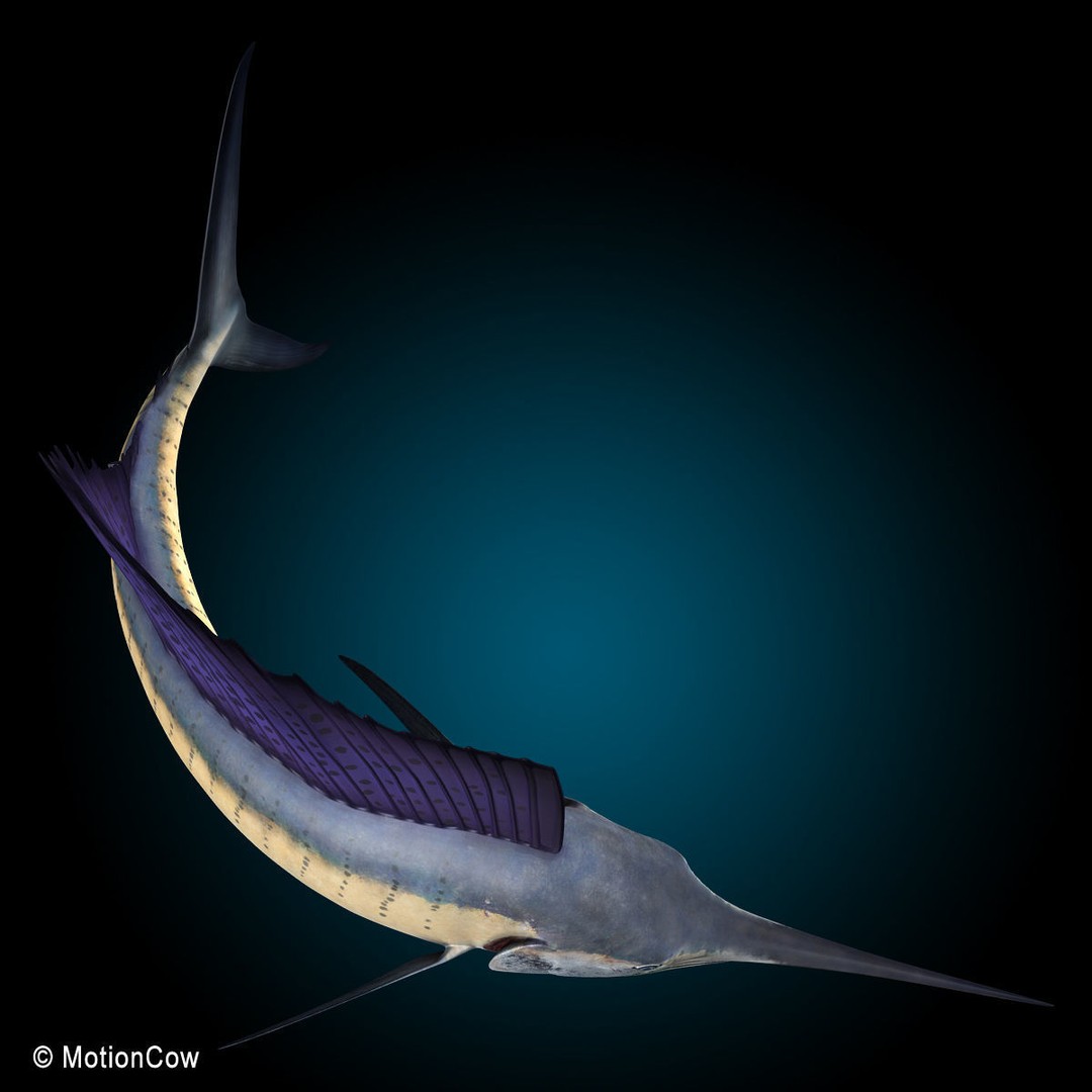 Sailfish 3D Model – Realistic Rigged Animation Asset, FBX - View 10
