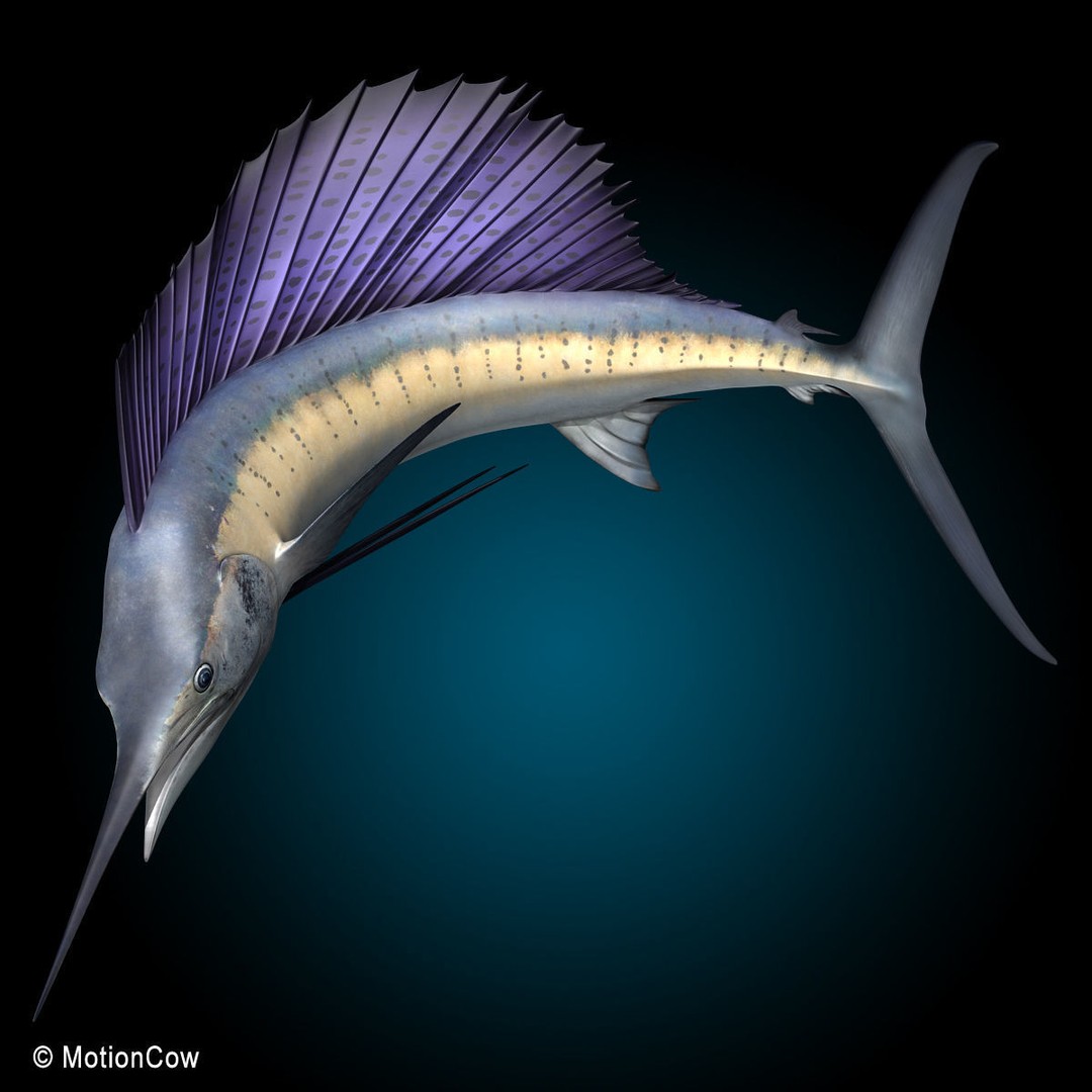 Sailfish 3D Model – Realistic Rigged Animation Asset, FBX - View 11