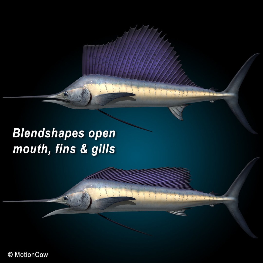 Sailfish 3D Model – Realistic Rigged Animation Asset, FBX - View 12