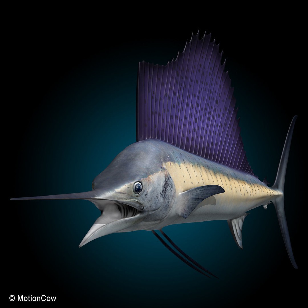 Sailfish 3D Model – Realistic Rigged Animation Asset, FBX - View 13