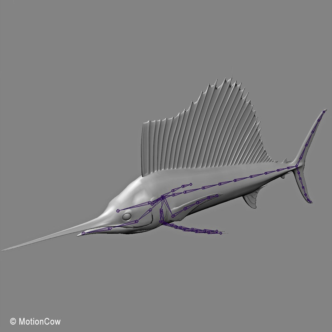 Sailfish 3D Model – Realistic Rigged Animation Asset, FBX - View 14