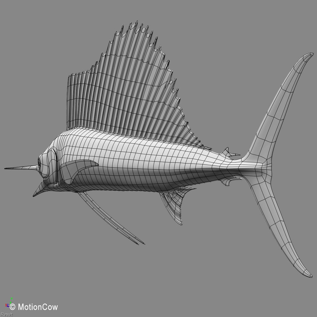 Sailfish 3D Model – Realistic Rigged Animation Asset, FBX - View 16