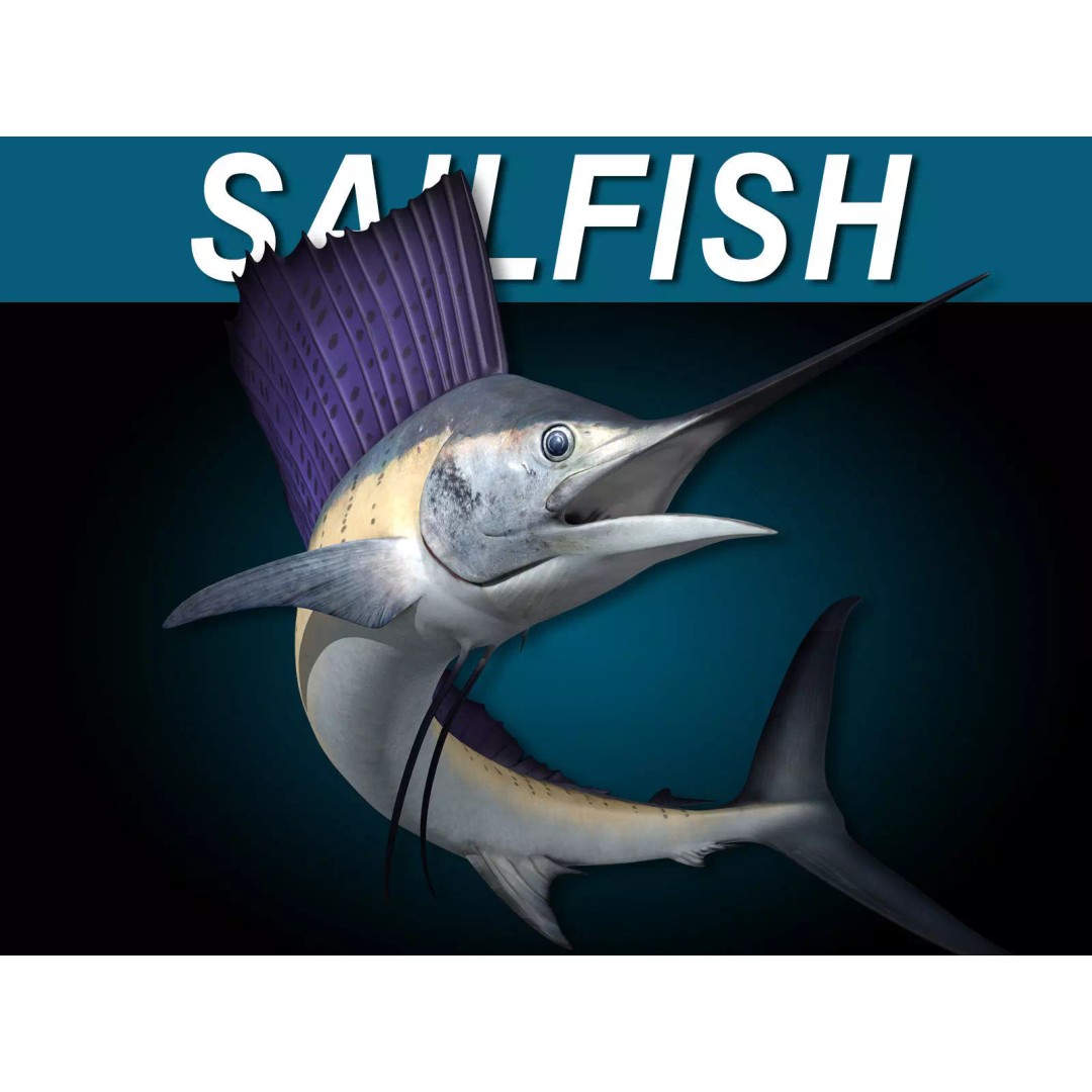 Sailfish 3D Model – Realistic Rigged Animation Asset, FBX - View 2