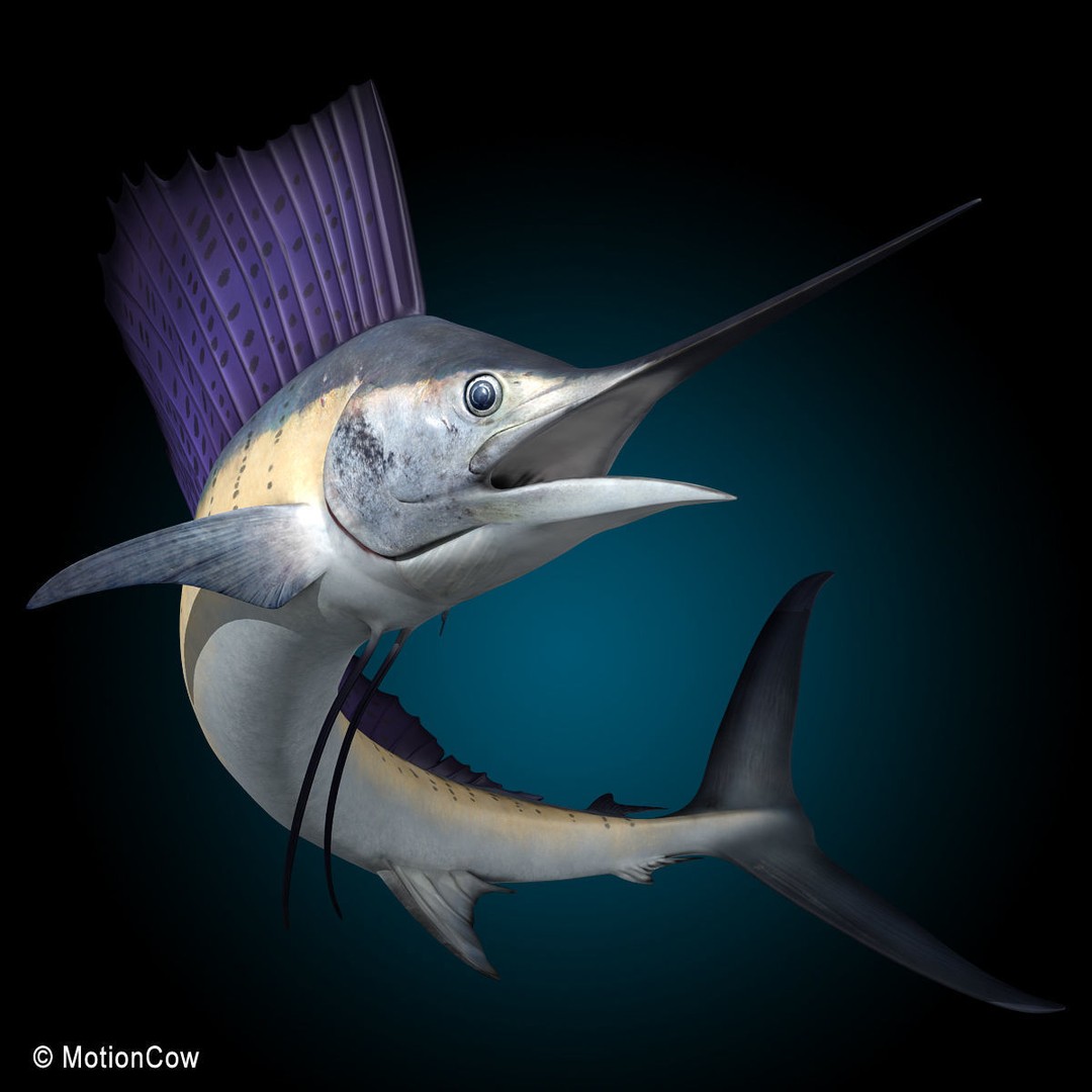 Sailfish 3D Model – Realistic Rigged Animation Asset, FBX - View 3