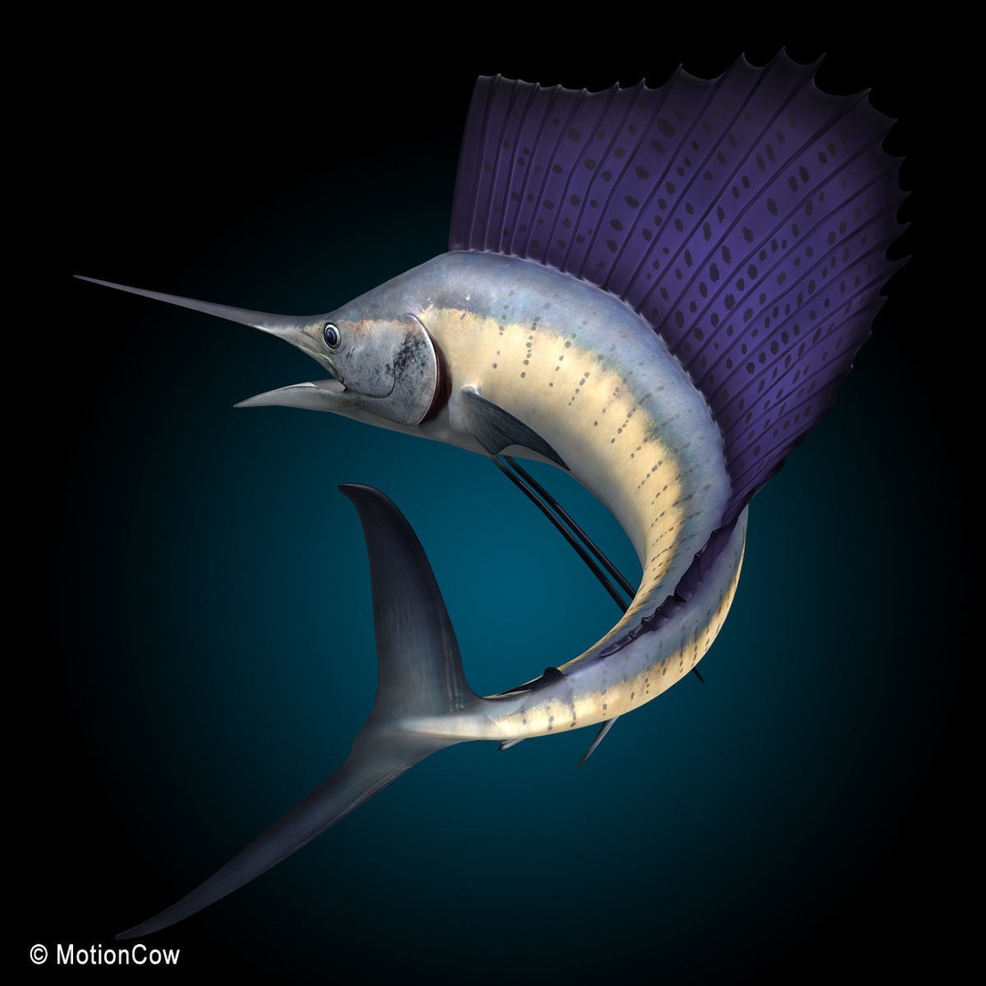 Sailfish 3D Model – Realistic Rigged Animation Asset, FBX - View 4