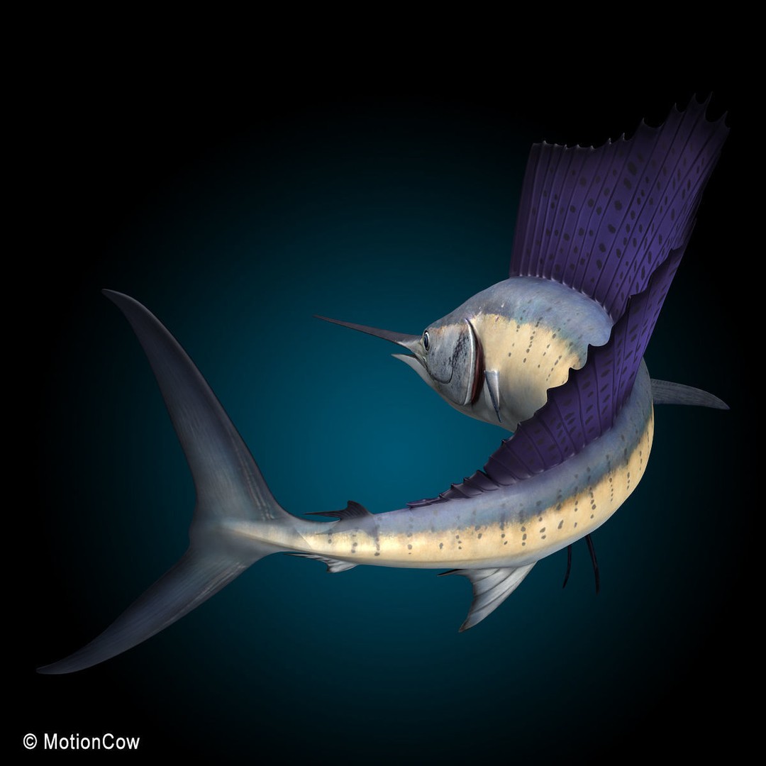 Sailfish 3D Model – Realistic Rigged Animation Asset, FBX - View 5