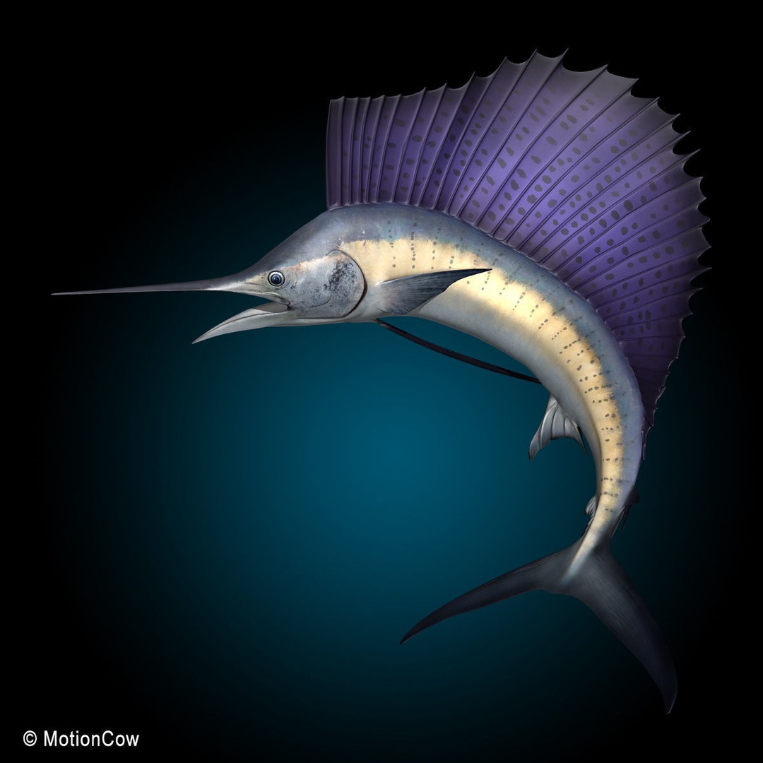 Sailfish 3D Model – Realistic Rigged Animation Asset, FBX - View 6