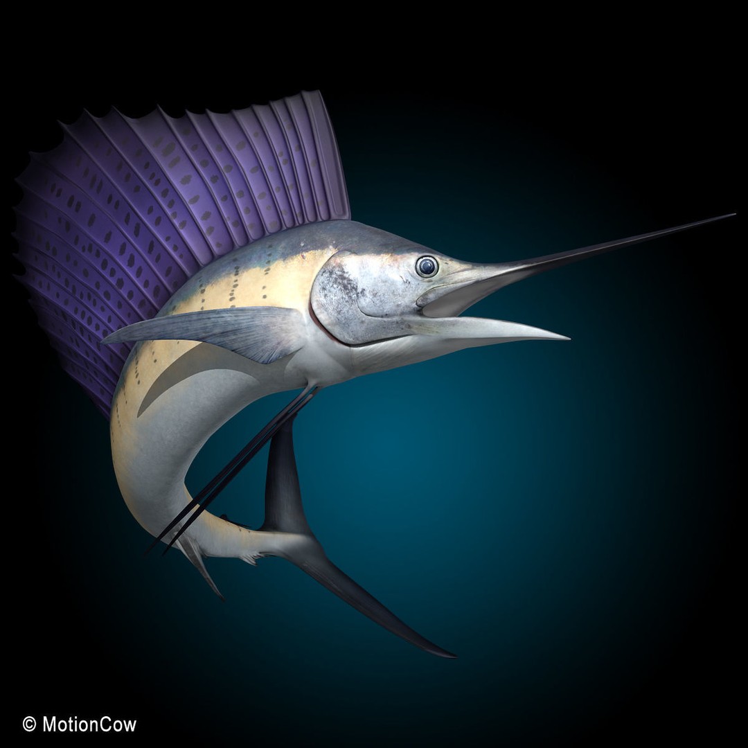 Sailfish 3D Model – Realistic Rigged Animation Asset, FBX - View 7