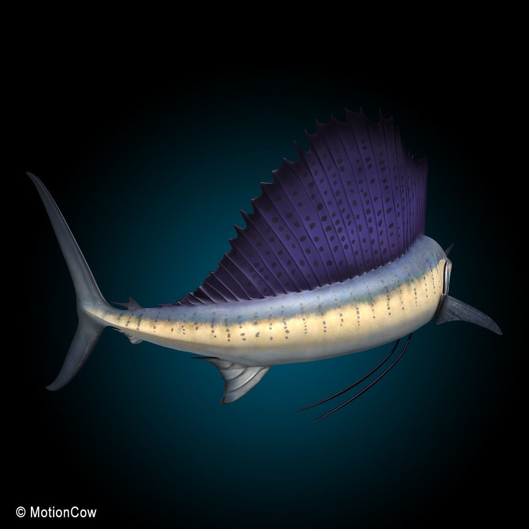 Sailfish 3D Model – Realistic Rigged Animation Asset, FBX - View 8