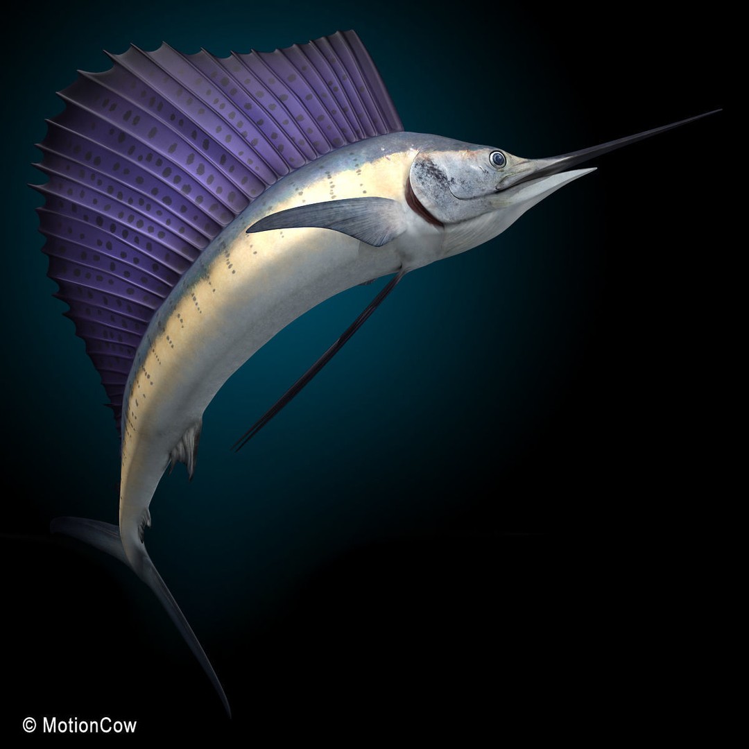 Sailfish 3D Model – Realistic Rigged Animation Asset, FBX - View 9