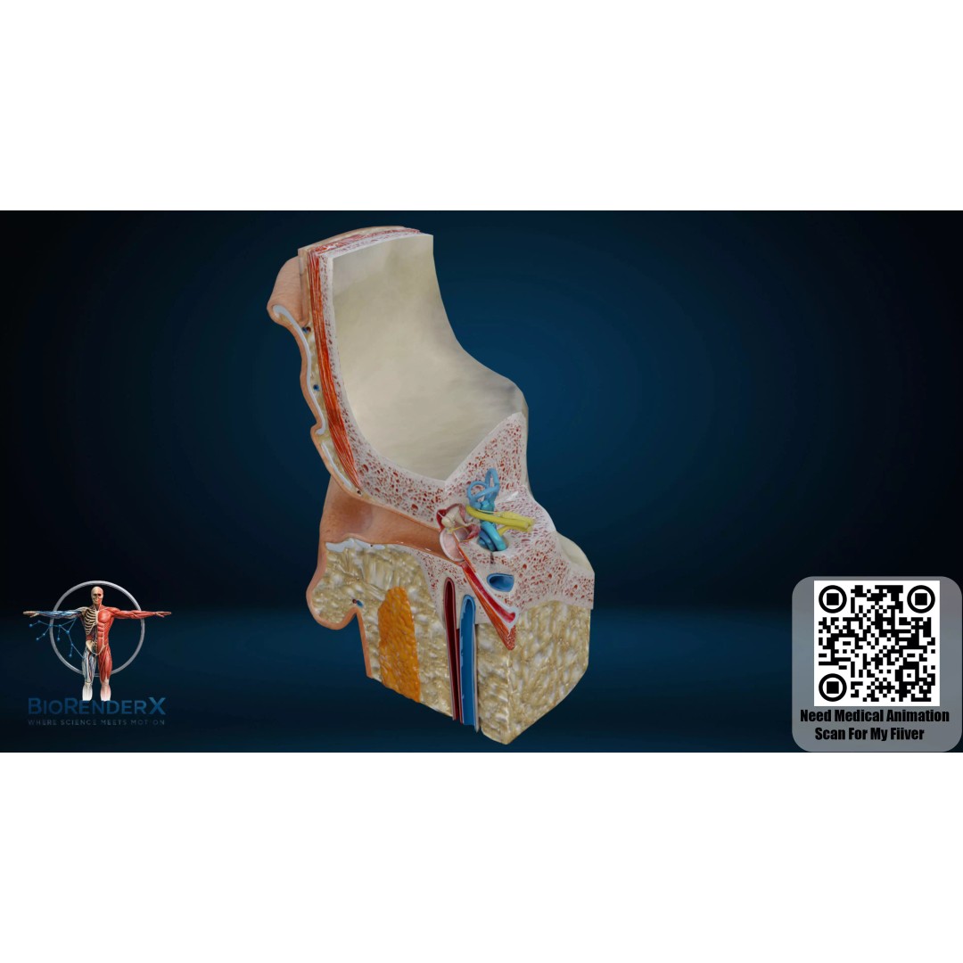 Human Ear Anatomy 3D Model – Low Poly Medical Visualization, FBX