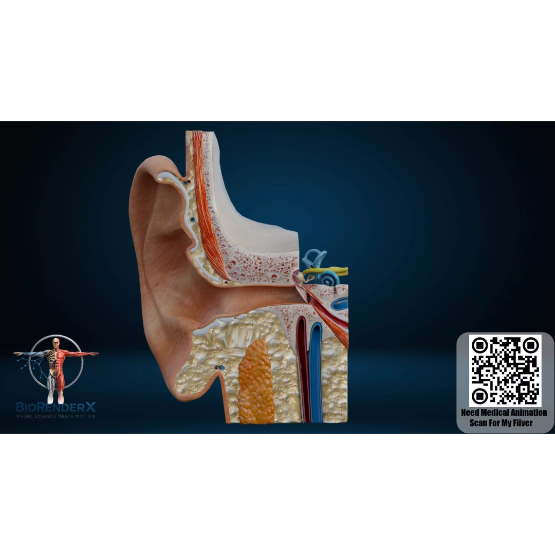Human Ear Anatomy 3D Model – Low Poly Medical Visualization, FBX - View 2