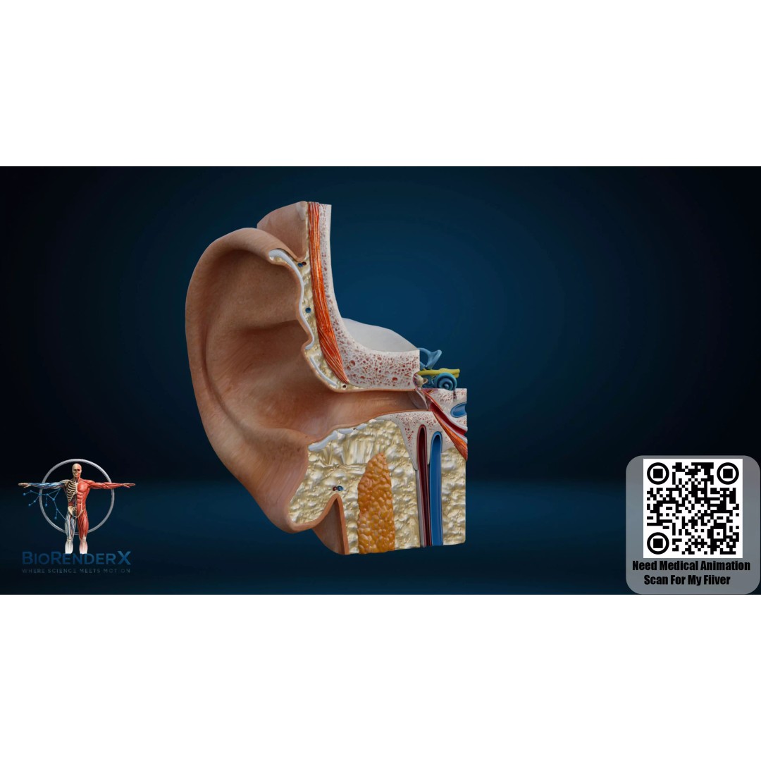 Human Ear Anatomy 3D Model – Low Poly Medical Visualization, FBX - View 3