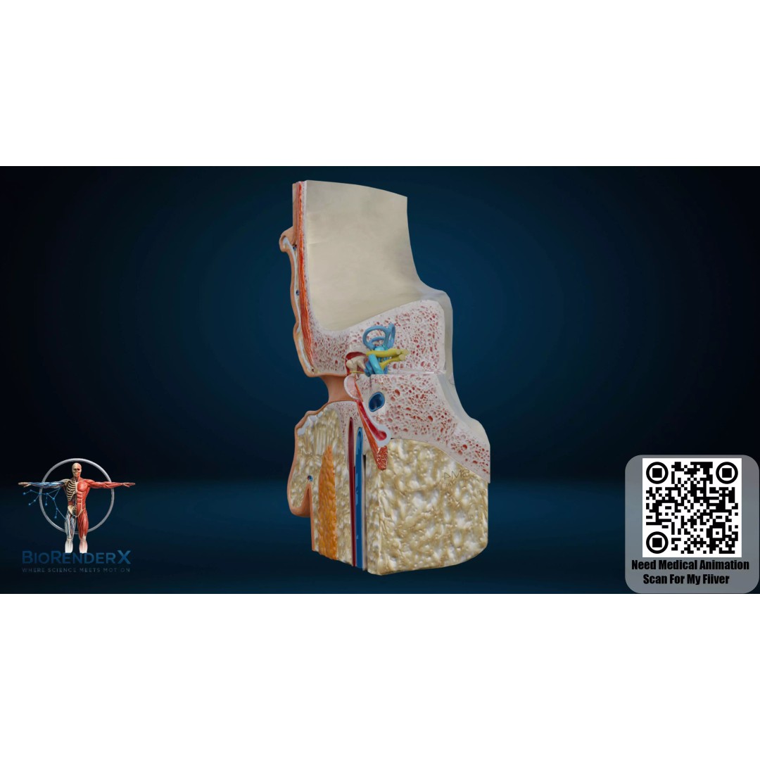 Human Ear Anatomy 3D Model – Low Poly Medical Visualization, FBX - View 4