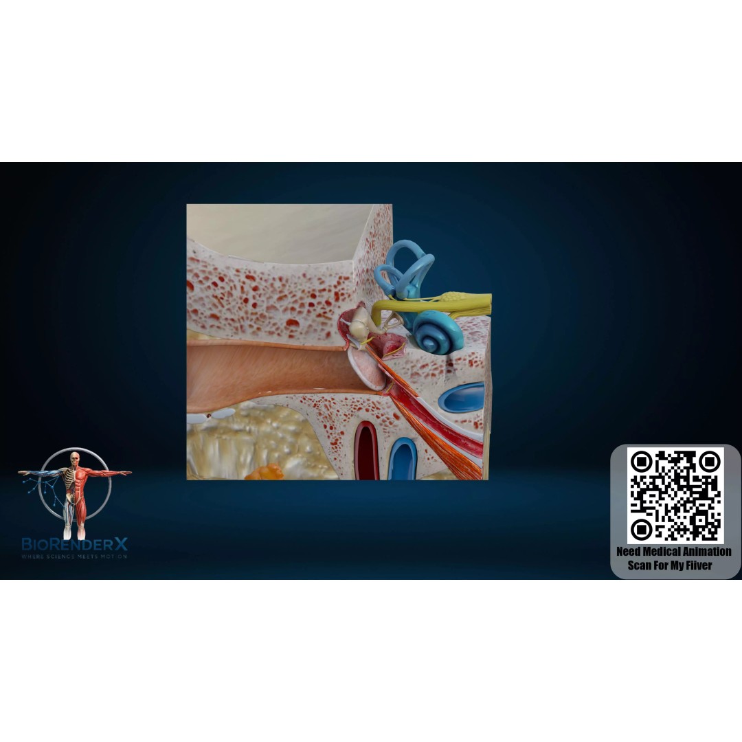 Human Ear Anatomy 3D Model – Low Poly Medical Visualization, FBX - View 5