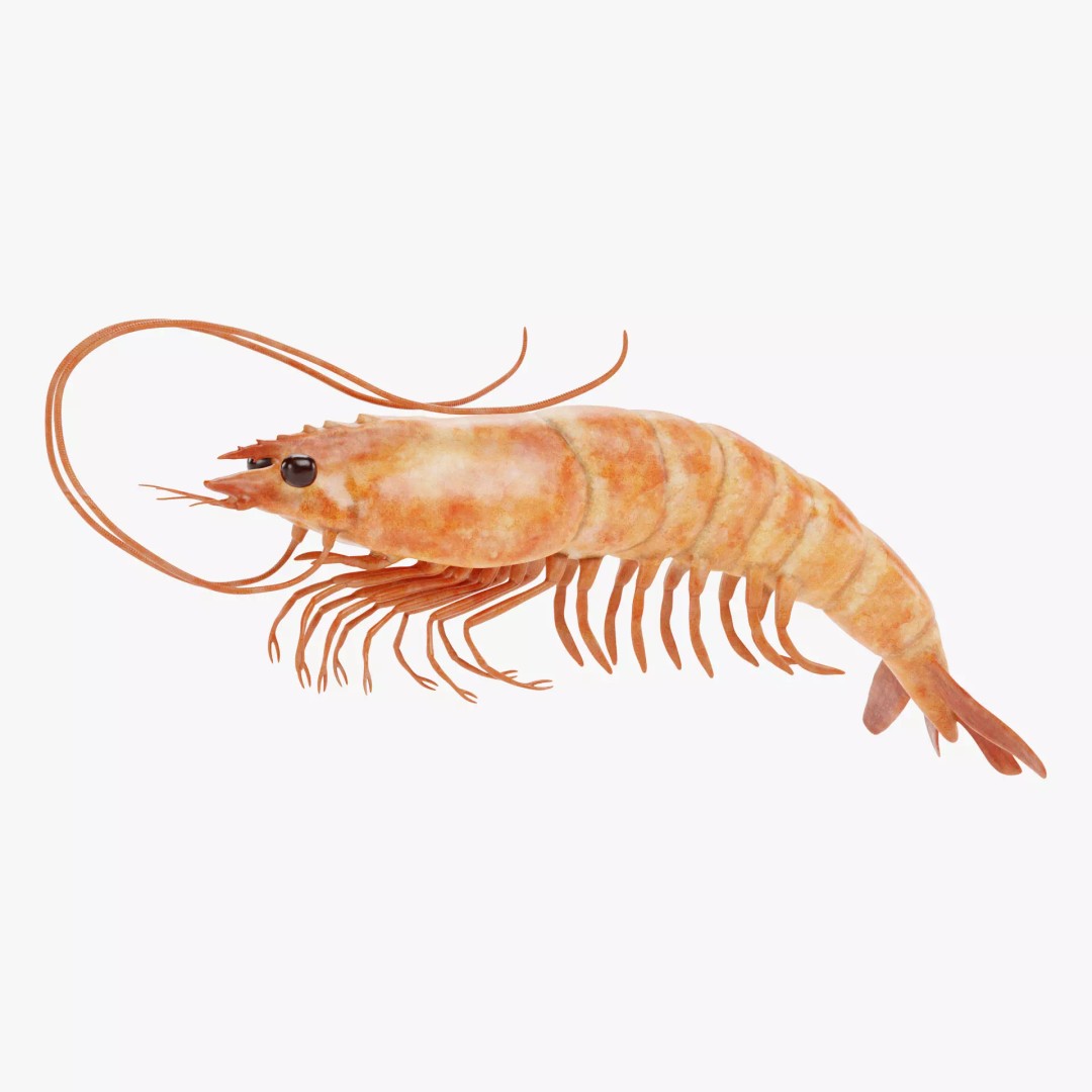 Realistic Shrimp 3D Model – Detailed Crustacean with PBR Textures