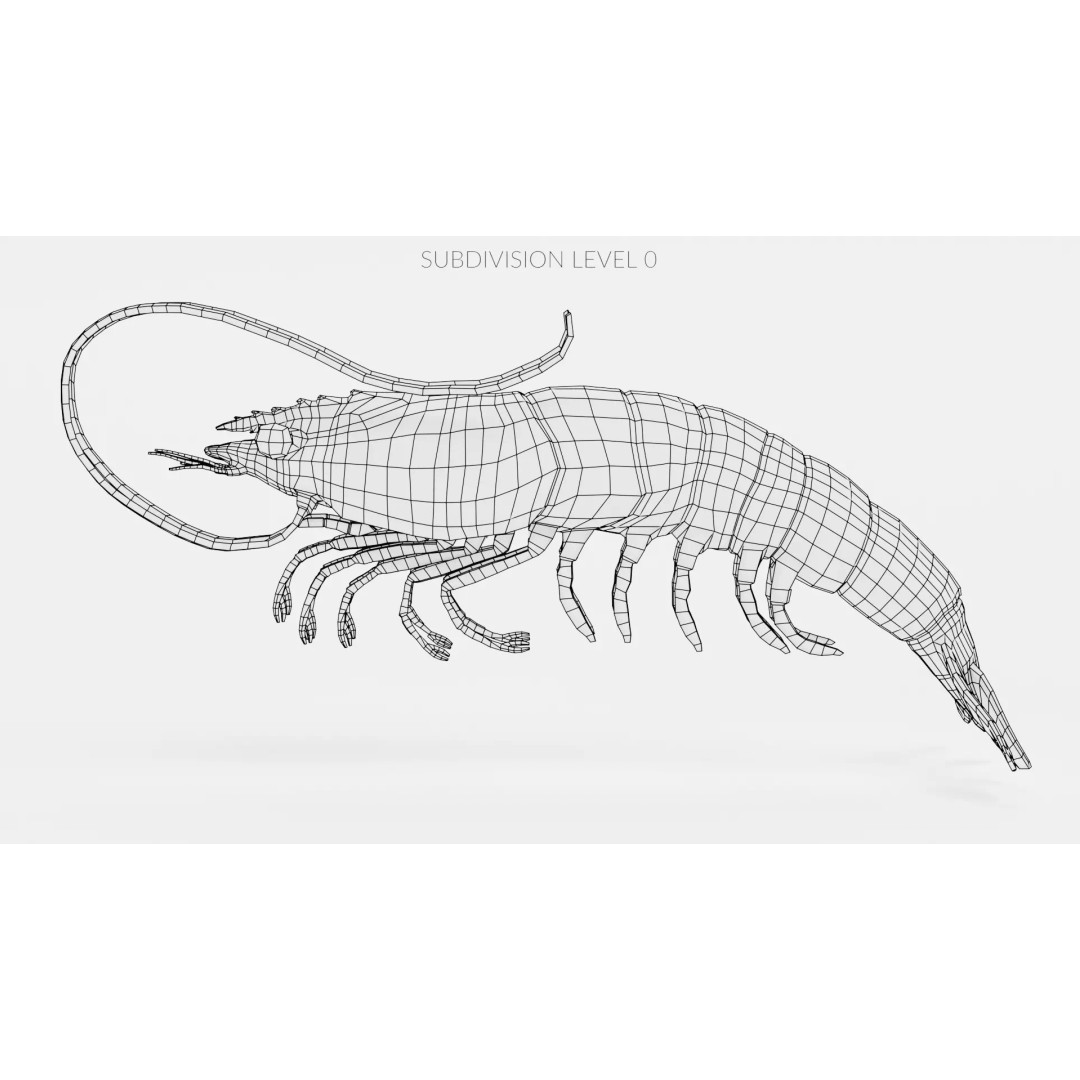 Realistic Shrimp 3D Model – Detailed Crustacean with PBR Textures - View 10