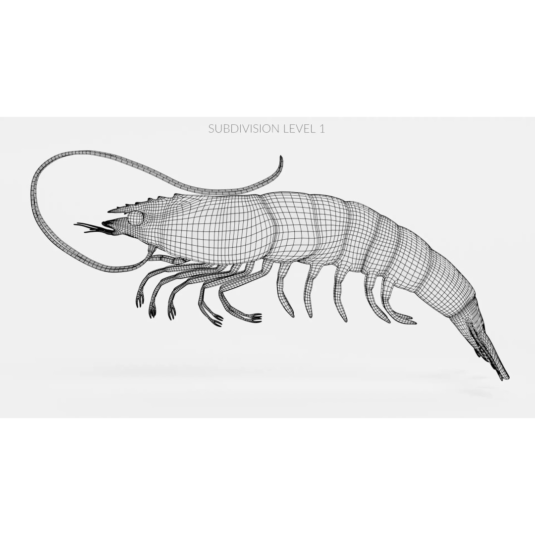 Realistic Shrimp 3D Model – Detailed Crustacean with PBR Textures - View 11