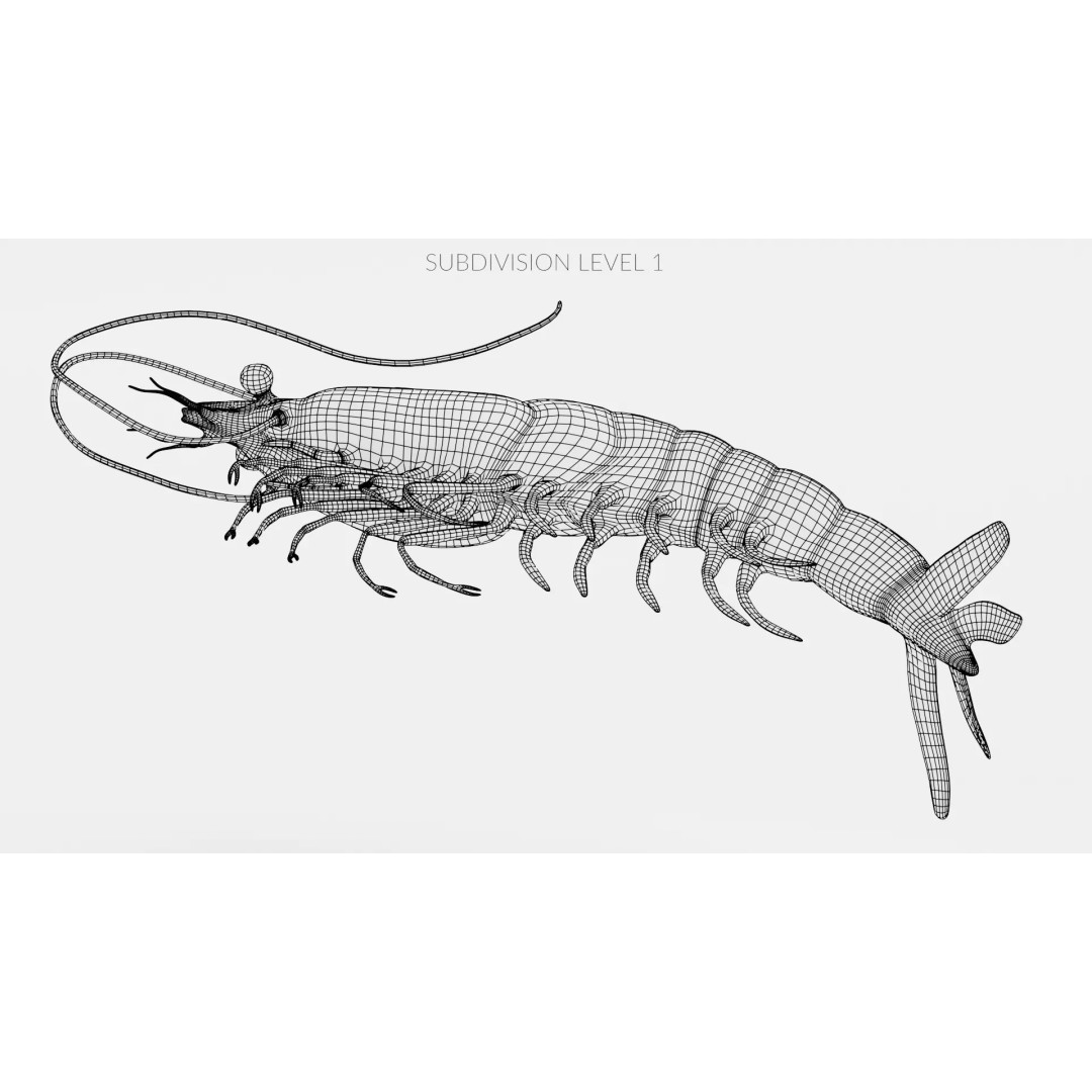 Realistic Shrimp 3D Model – Detailed Crustacean with PBR Textures - View 13