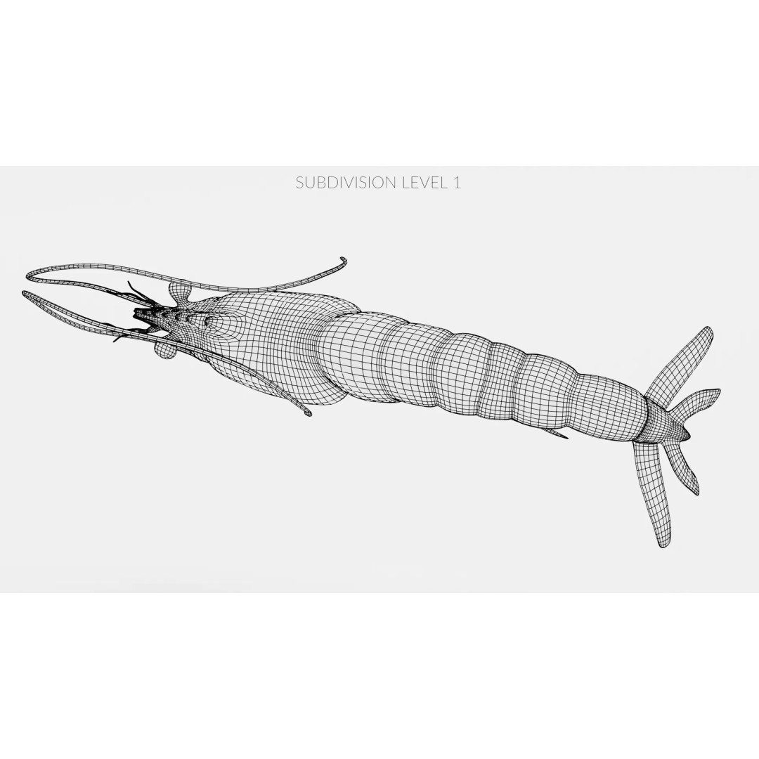 Realistic Shrimp 3D Model – Detailed Crustacean with PBR Textures - View 15