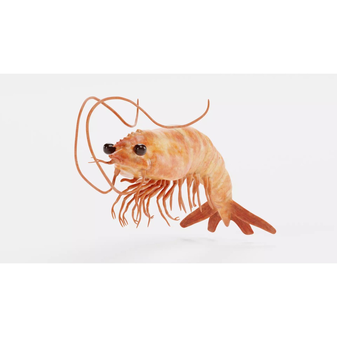 Realistic Shrimp 3D Model – Detailed Crustacean with PBR Textures - View 2