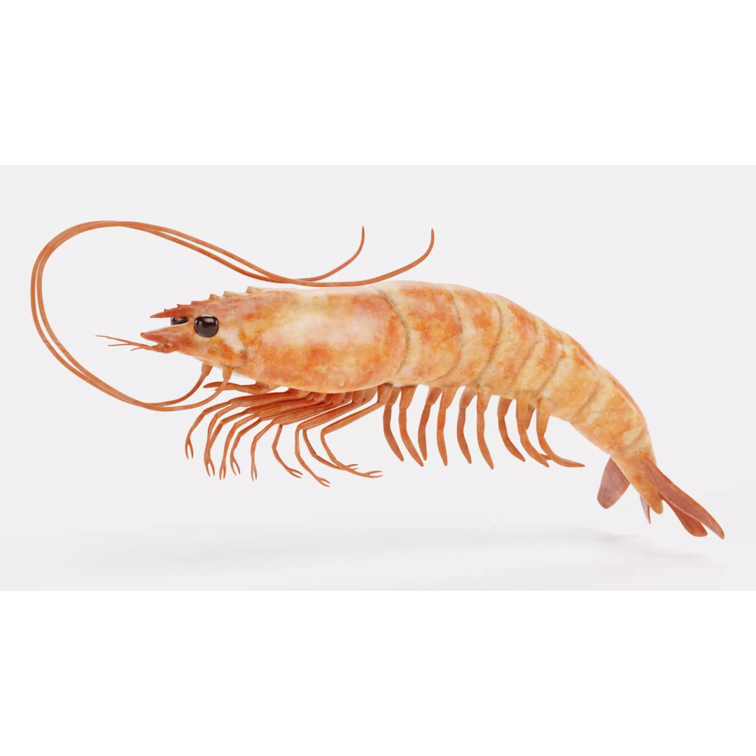 Realistic Shrimp 3D Model – Detailed Crustacean with PBR Textures - View 3