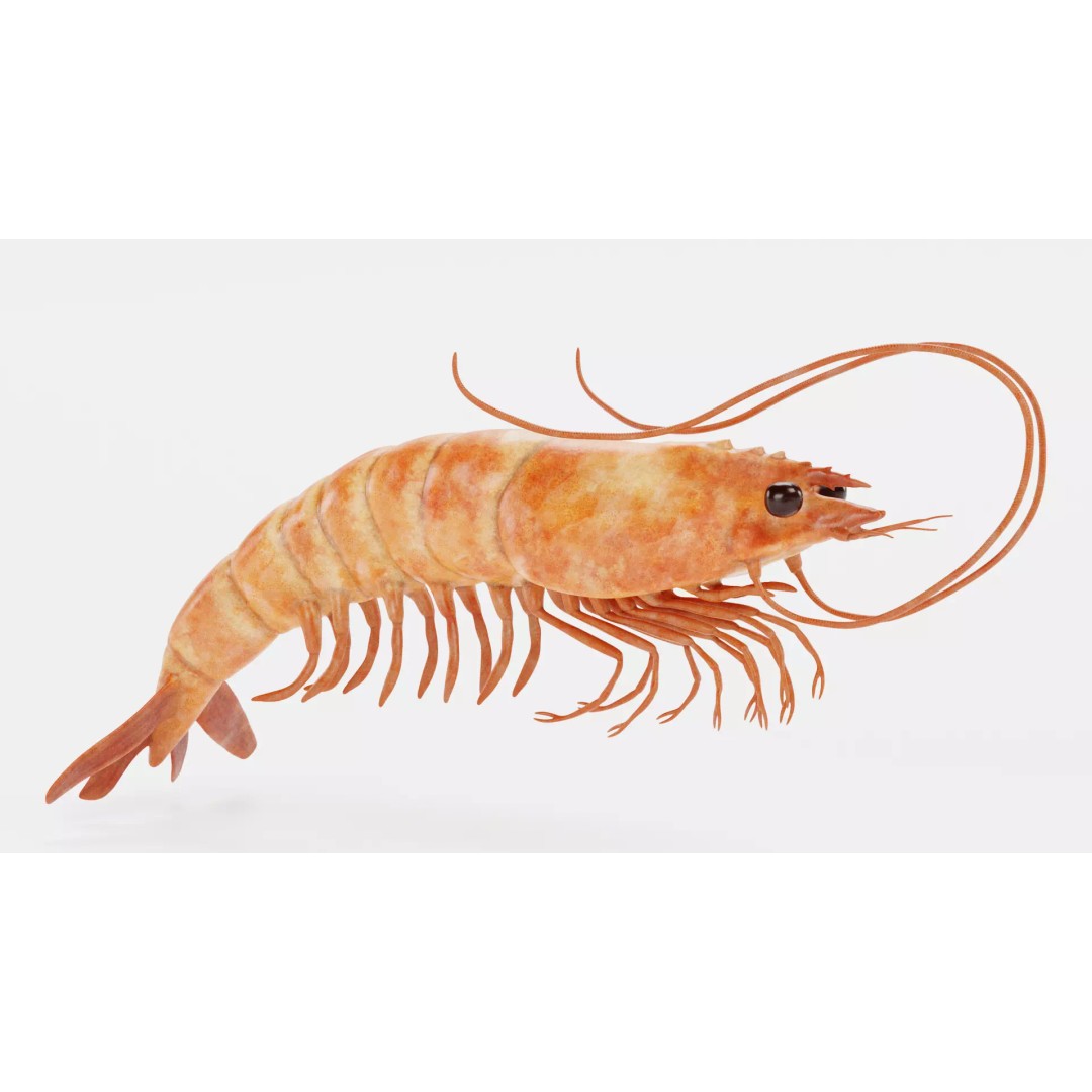 Realistic Shrimp 3D Model – Detailed Crustacean with PBR Textures - View 4