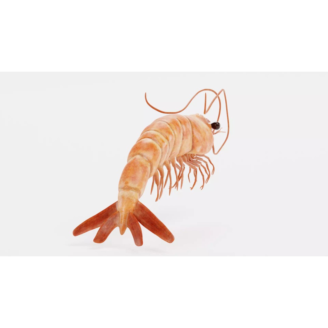 Realistic Shrimp 3D Model – Detailed Crustacean with PBR Textures - View 5