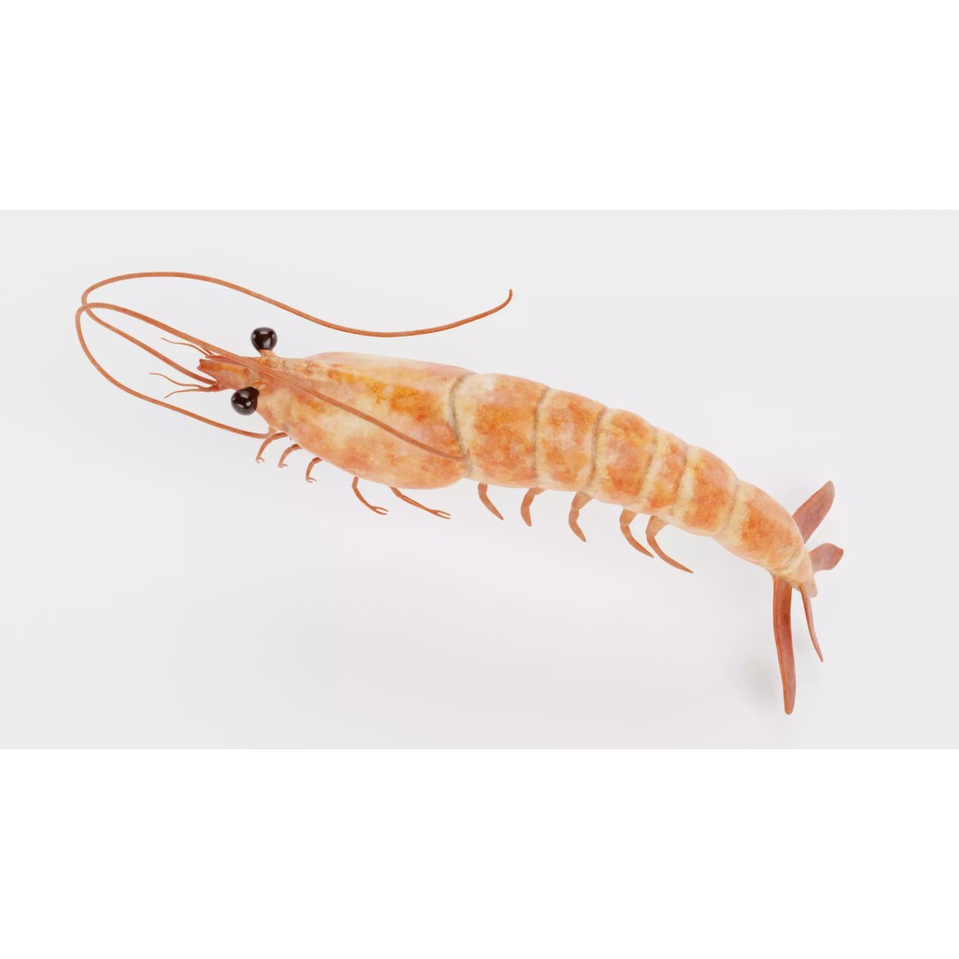 Realistic Shrimp 3D Model – Detailed Crustacean with PBR Textures - View 6