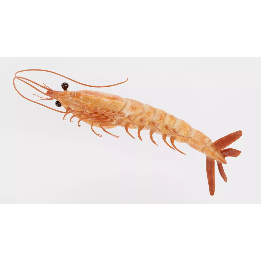 Realistic Shrimp 3D Model – Detailed Crustacean with PBR Textures - View 7