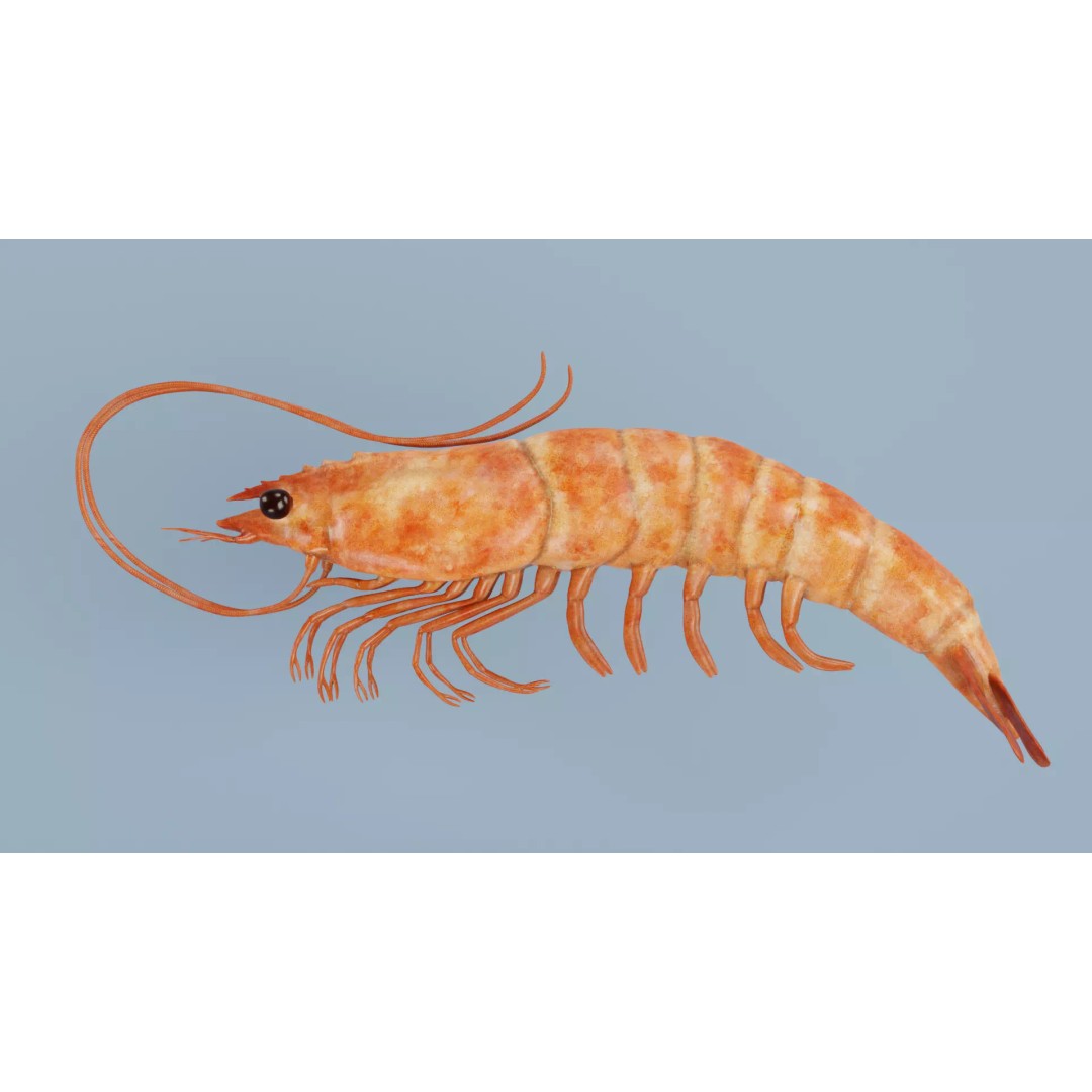 Realistic Shrimp 3D Model – Detailed Crustacean with PBR Textures - View 8