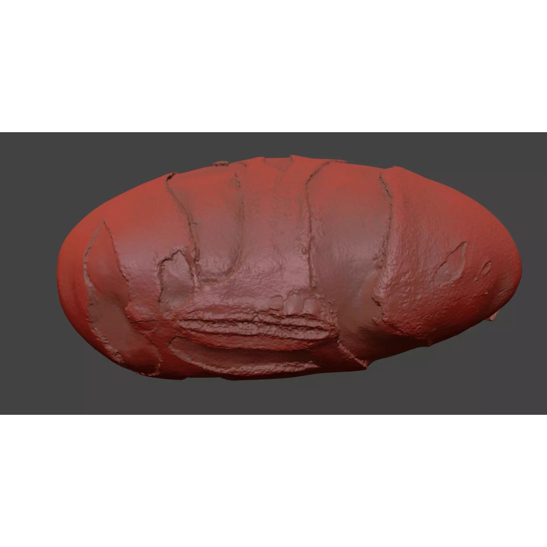 Edamame Bean 3D Model – Photorealistic Vegetable Asset, FBX - View 9