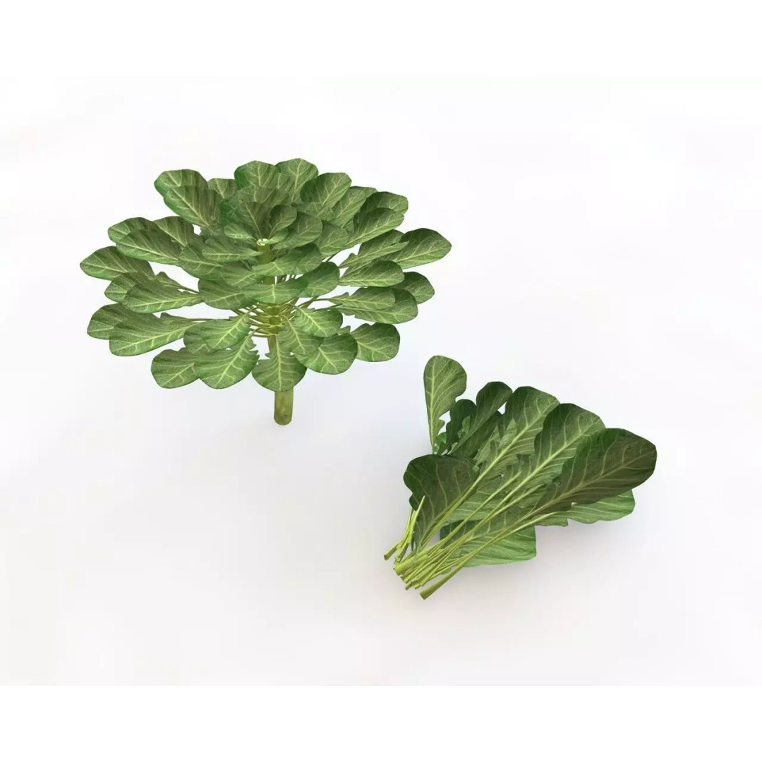 Vegetables 3D Model Collection – Low Poly Game Asset, FBX, Blender - View 13