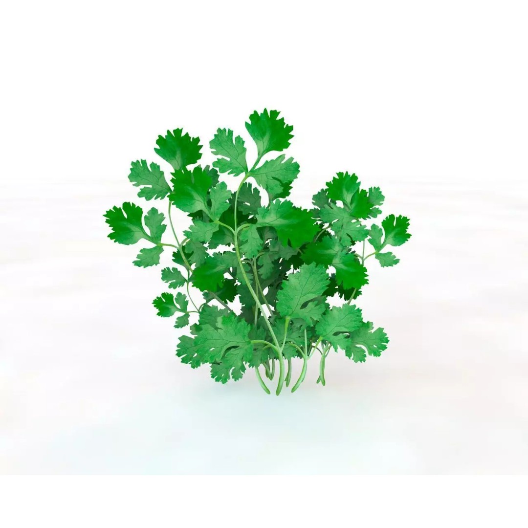 Vegetables 3D Model Collection – Low Poly Game Asset, FBX, Blender - View 16