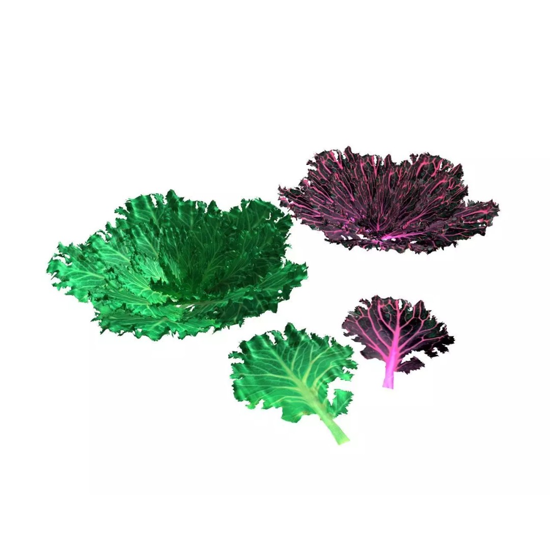 Vegetables 3D Model Collection – Low Poly Game Asset, FBX, Blender - View 31